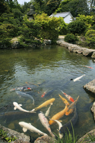 長府庭園内にある池は飛び石を渡りながら緑を楽しめる