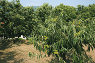 10月に収穫を迎える岸根栗の木